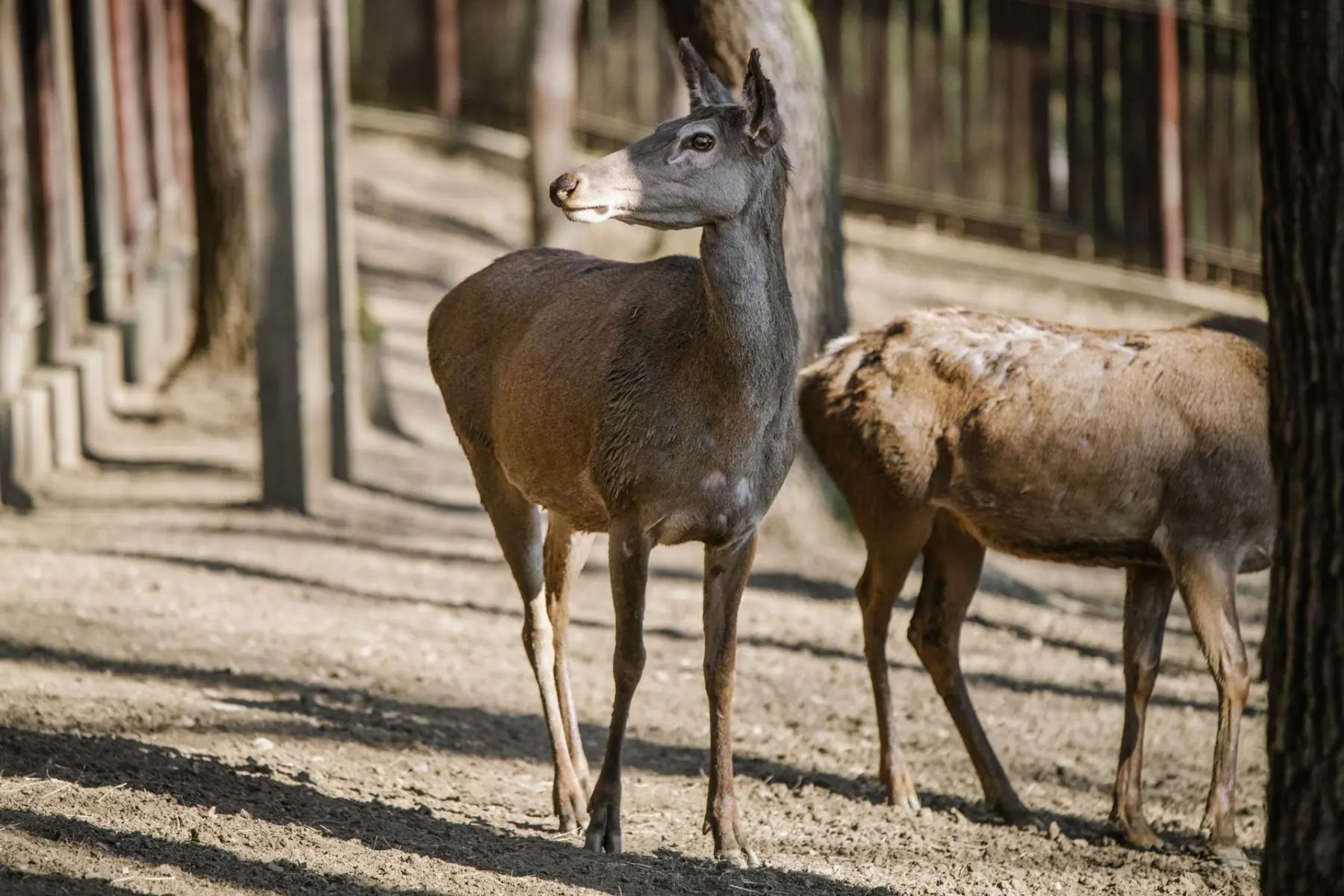 Red deer – Šmudla the hind - Image 3
