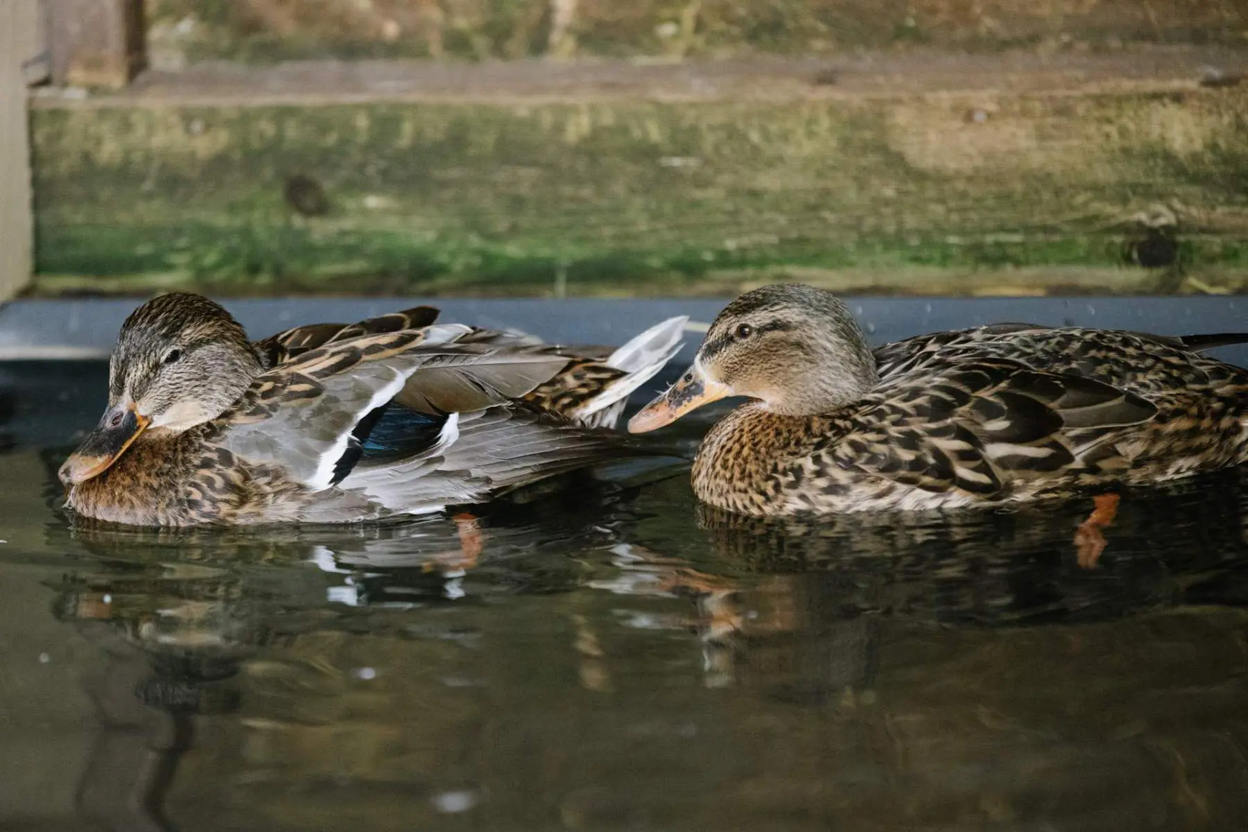 Mallard – Phoebe, Piper and Prue - Image 2