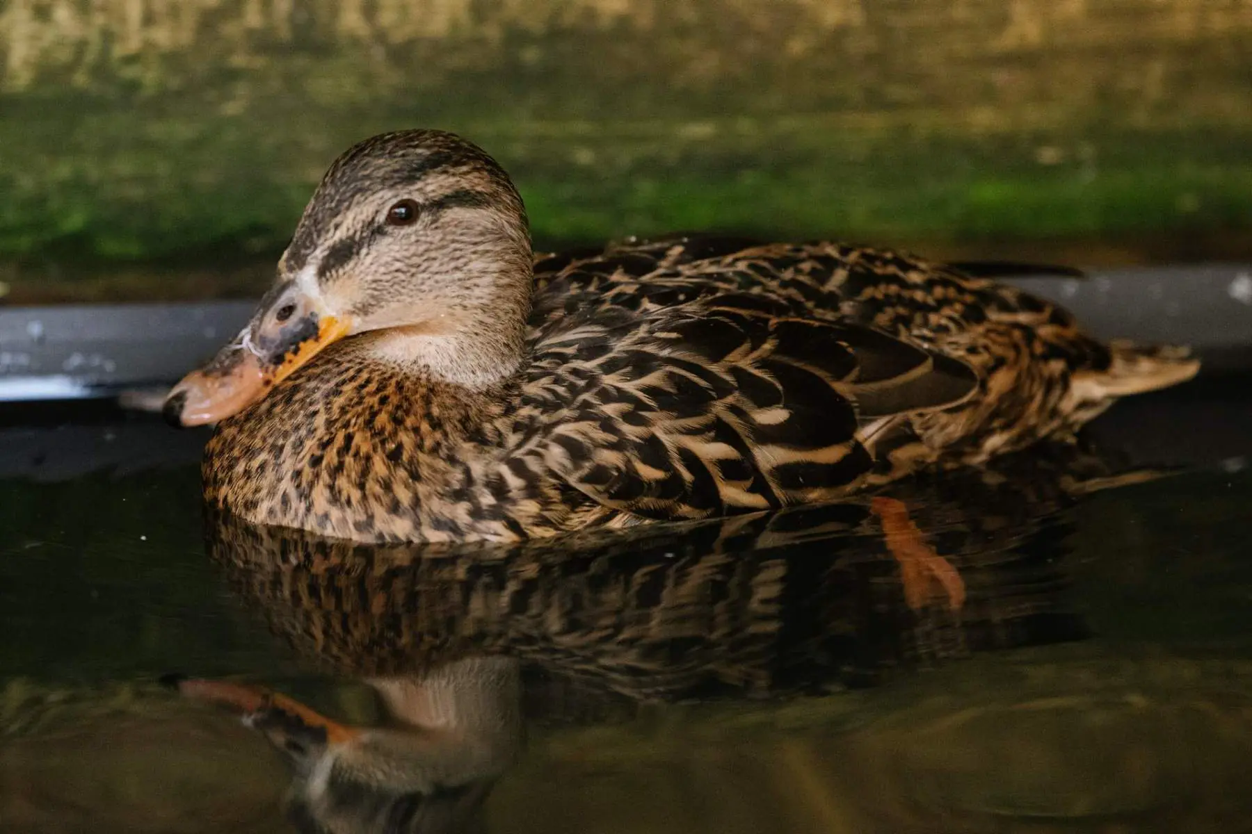 Mallard – Phoebe, Piper and Prue - Image 3
