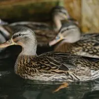 Kachna divoká – Phoebe, Piper a Prue - Obrázek 4