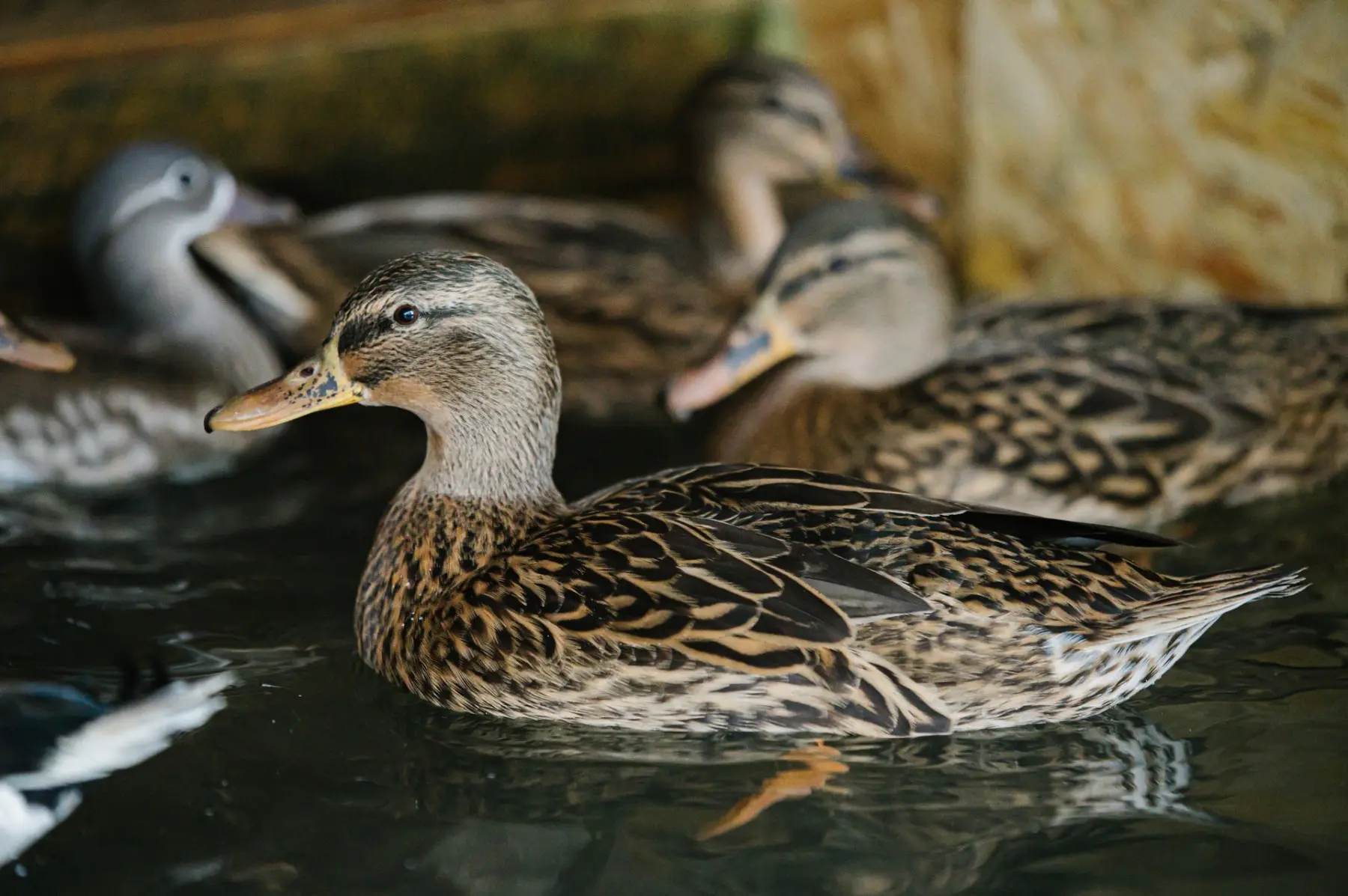Mallard – Phoebe, Piper and Prue - Image 4