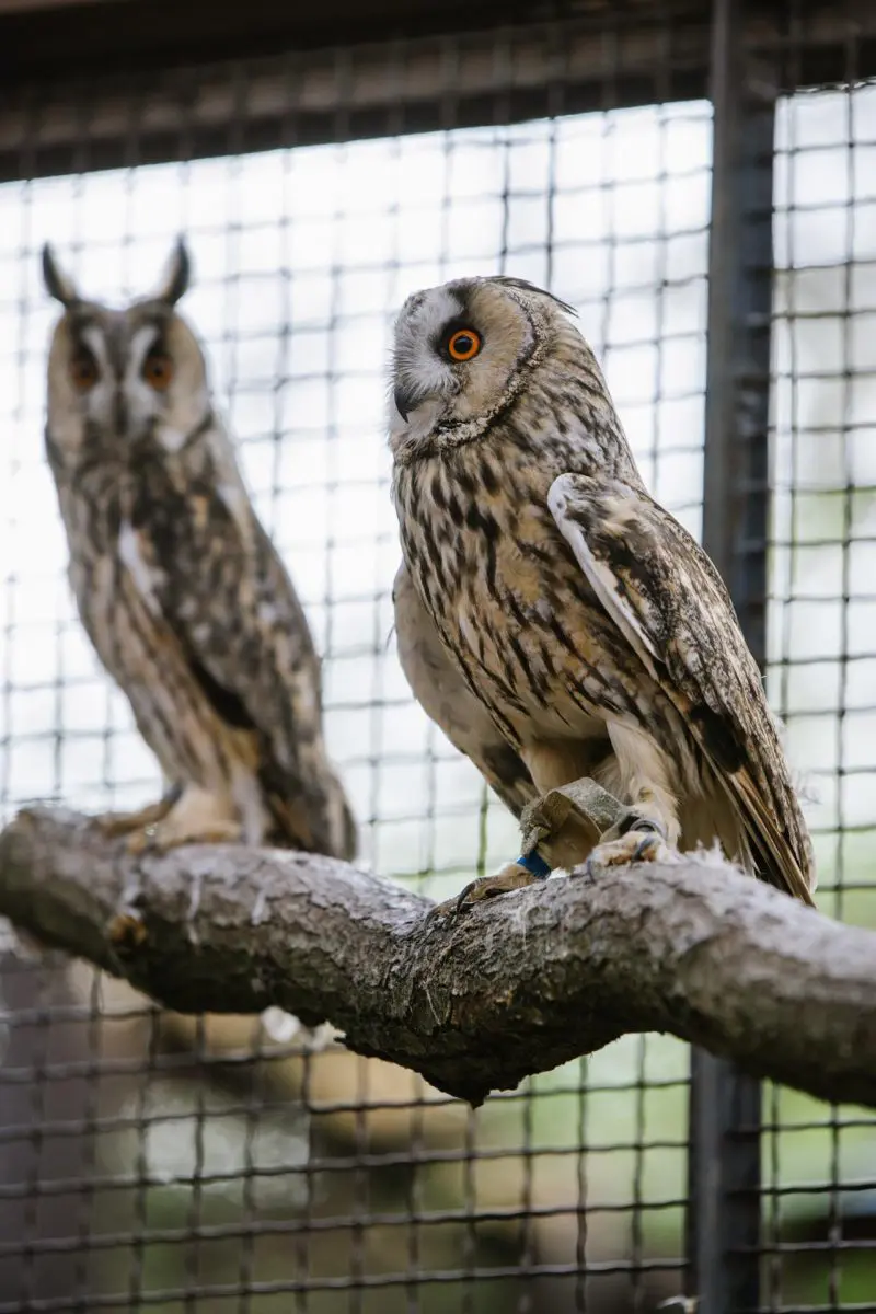 Long-eared owl – Stařík and Hubert - Image 3