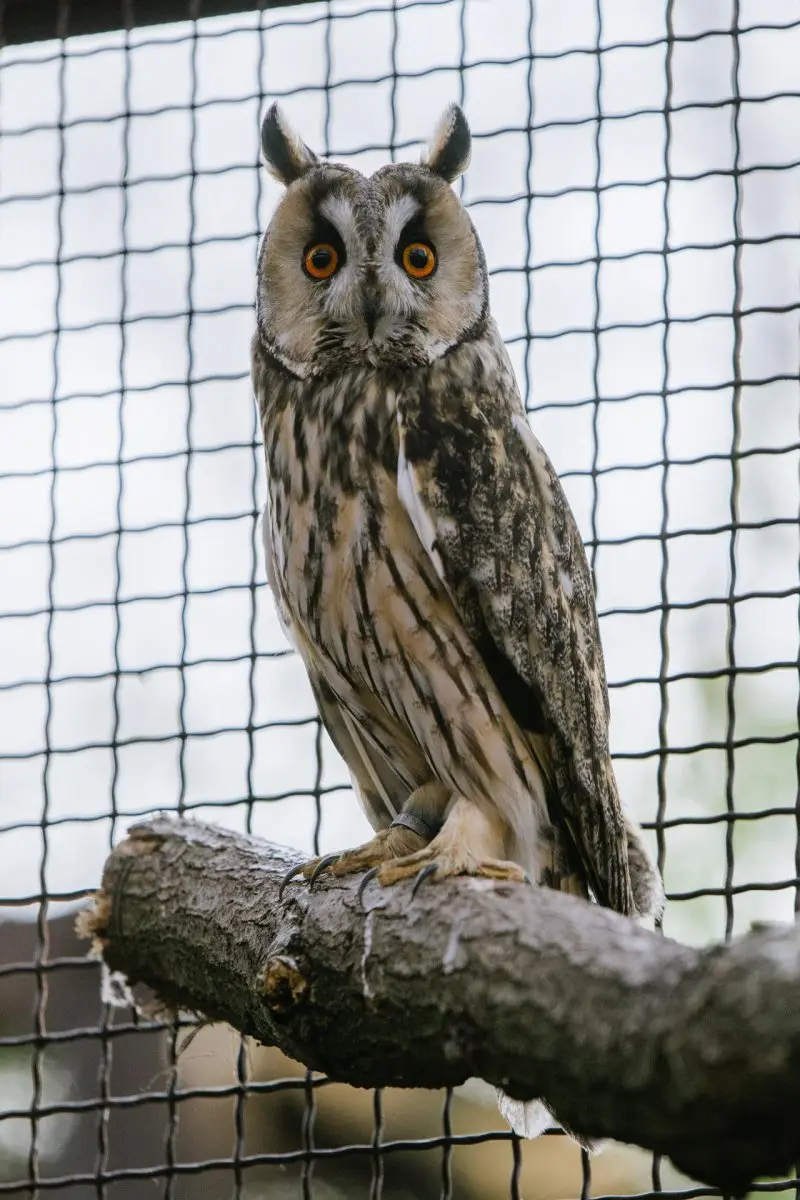 Long-eared owl – Stařík and Hubert - Image 2
