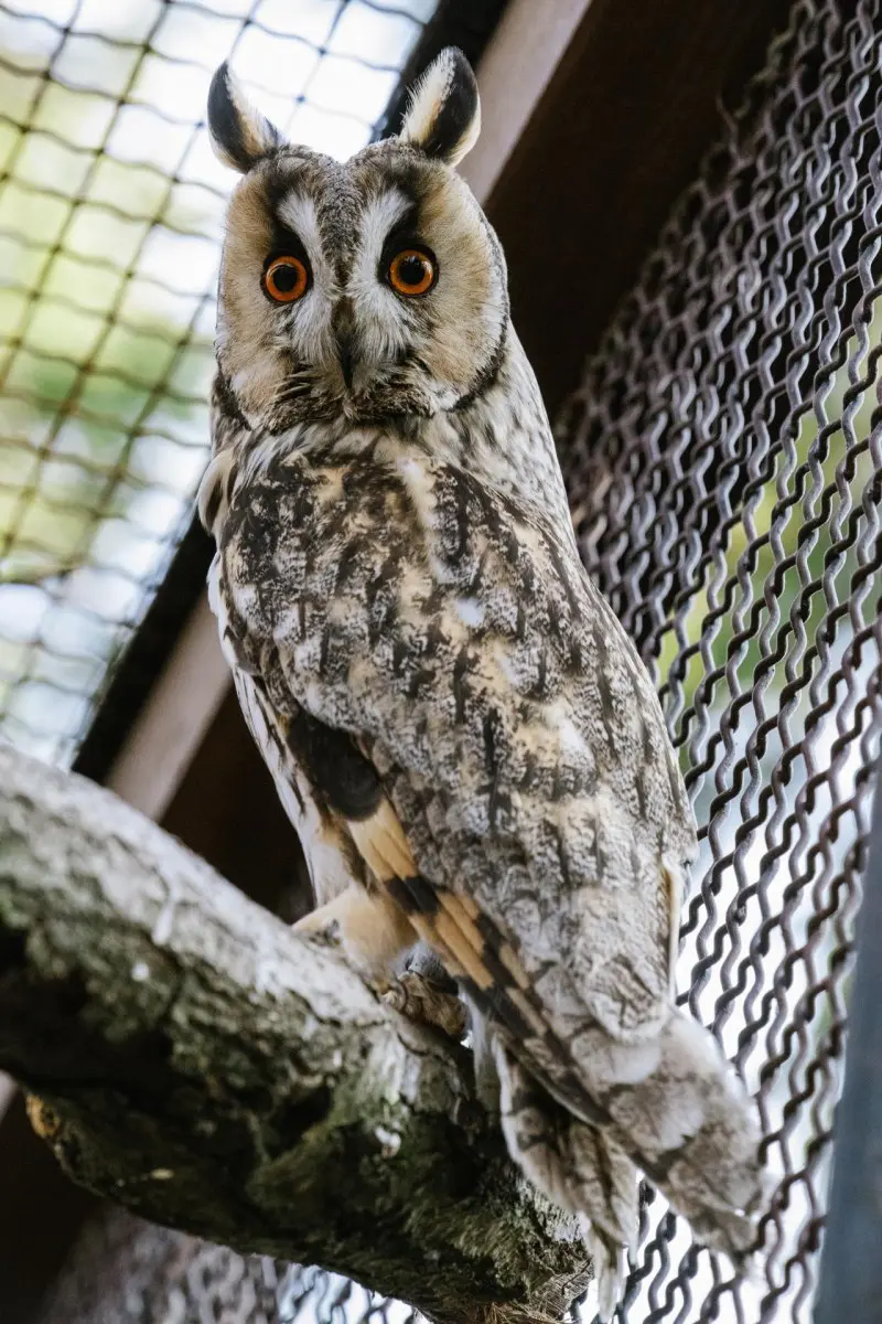 Long-eared owl – Stařík and Hubert - Image 4