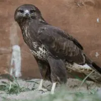 Káně lesní – Fénix a Keira - Obrázek 2