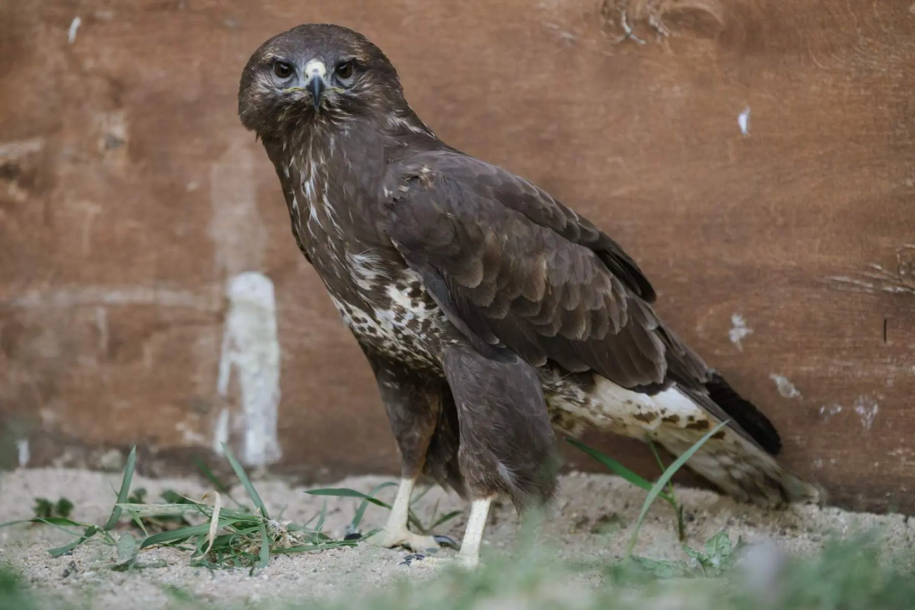 Káně lesní – Fénix a Keira - Obrázek 2