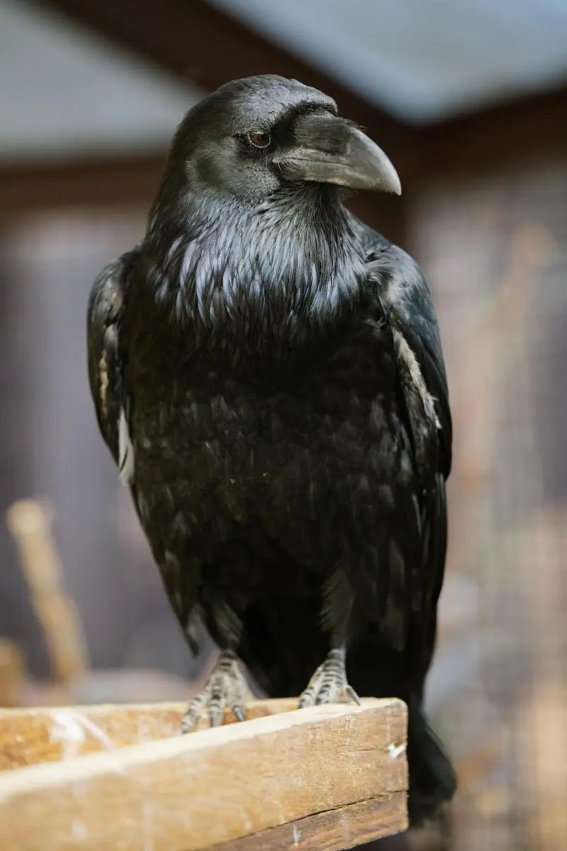 Common raven – Bertík and Karel - Image 2