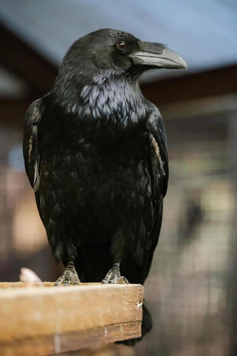 Common raven – Bertík and Karel - Image 7
