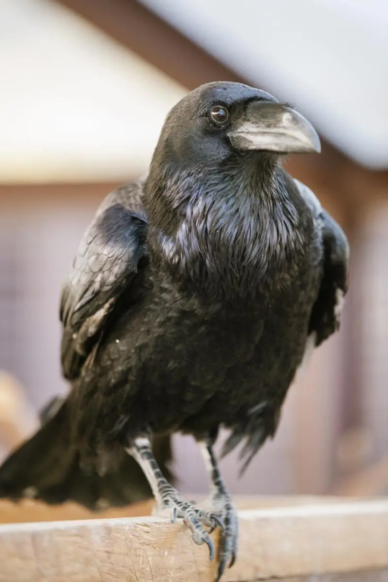 Common raven – Bertík and Karel - Image 3