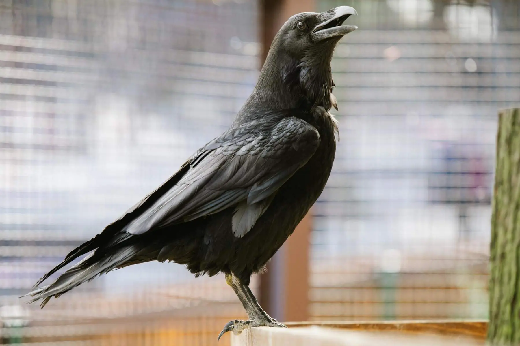 Common raven – Bertík and Karel - Image 4
