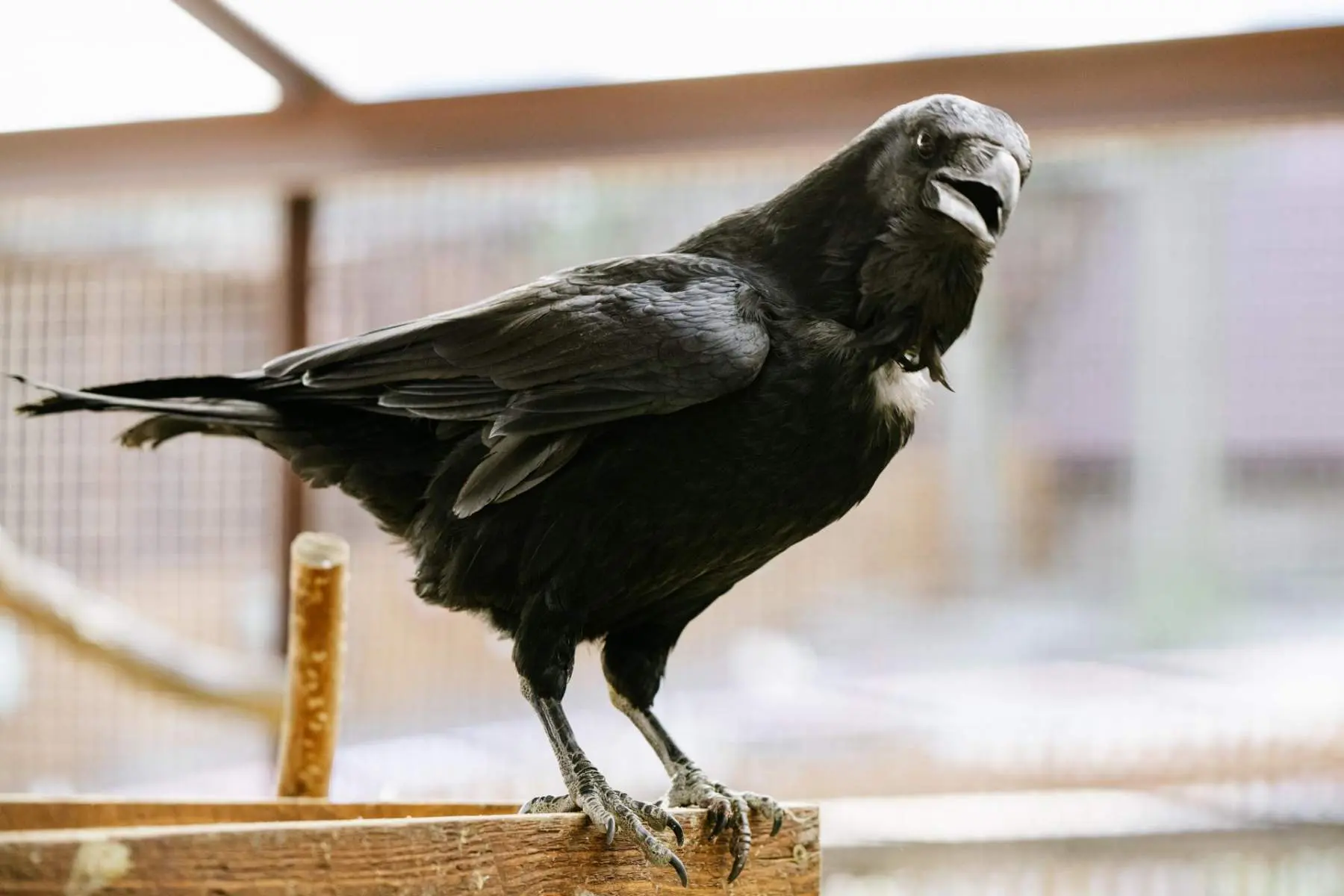 Common raven – Bertík and Karel - Image 5