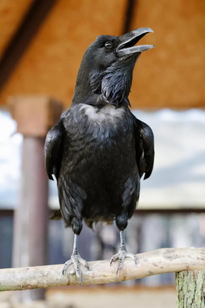 Common raven – Bertík and Karel - Image 6