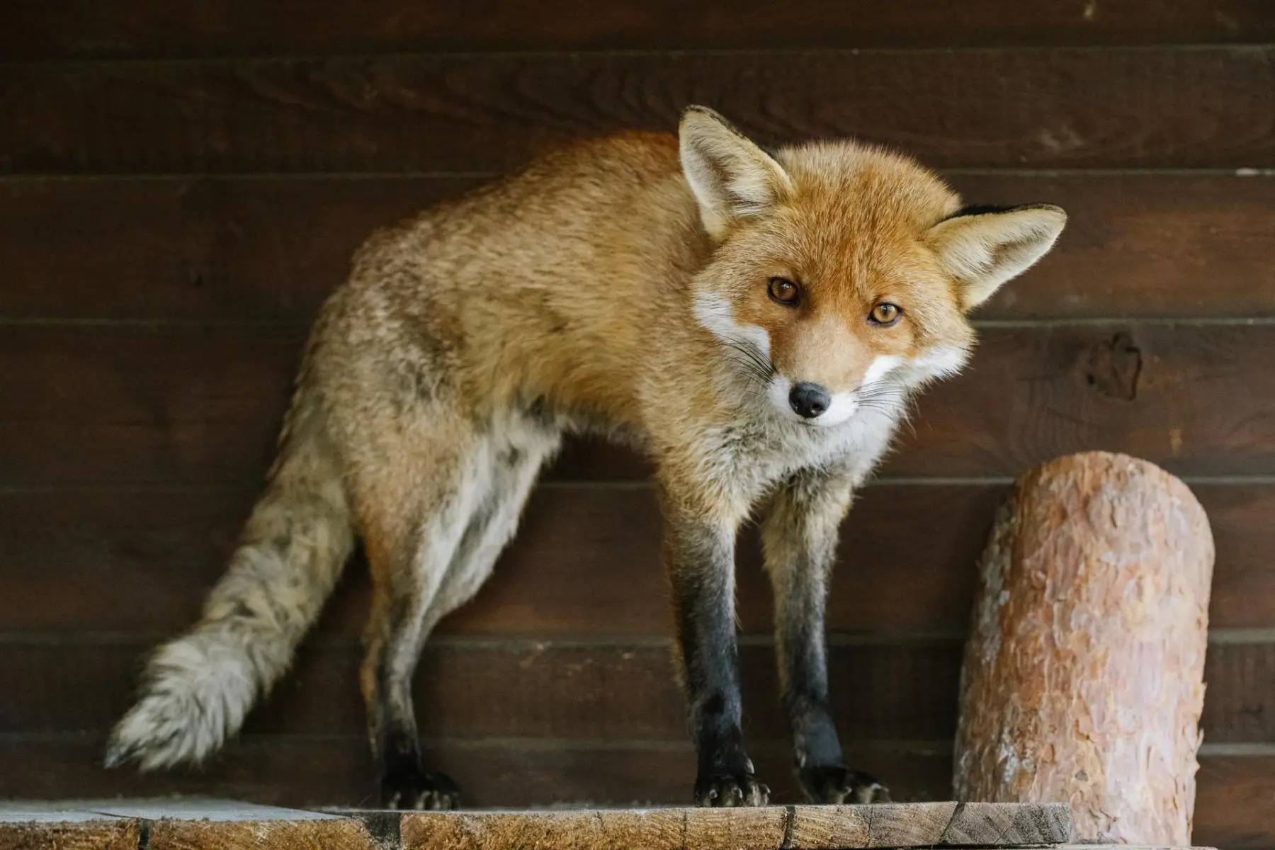 Red fox – Rebarbora and Trojnožka - Image 2