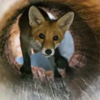 Liška obecná – Rebarbora a Trojnožka - Obrázek 3