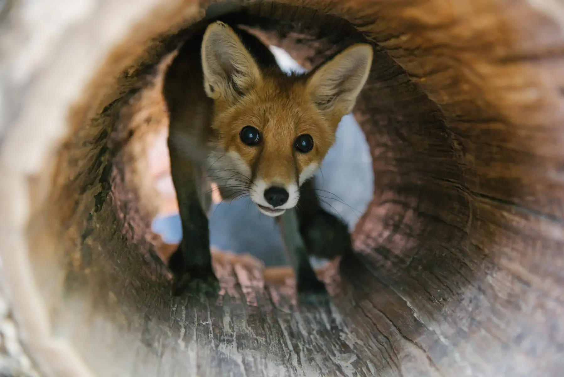 Red fox – Rebarbora and Trojnožka - Image 3