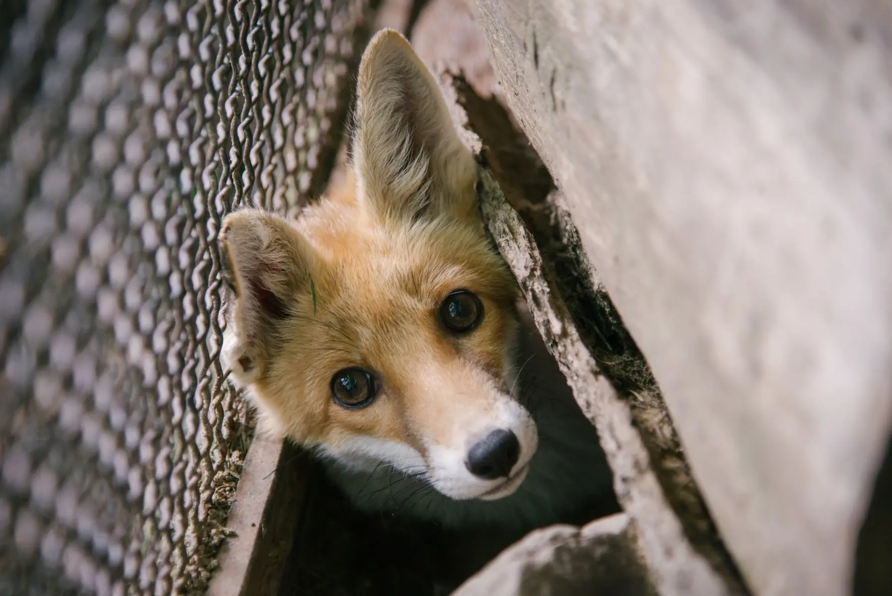 Red fox – Rebarbora and Trojnožka - Image 4