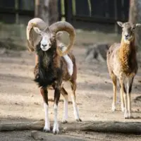 Muflon – Lámanka, Kelišová, Žufie, Dědek, Huff a další - Obrázek 7