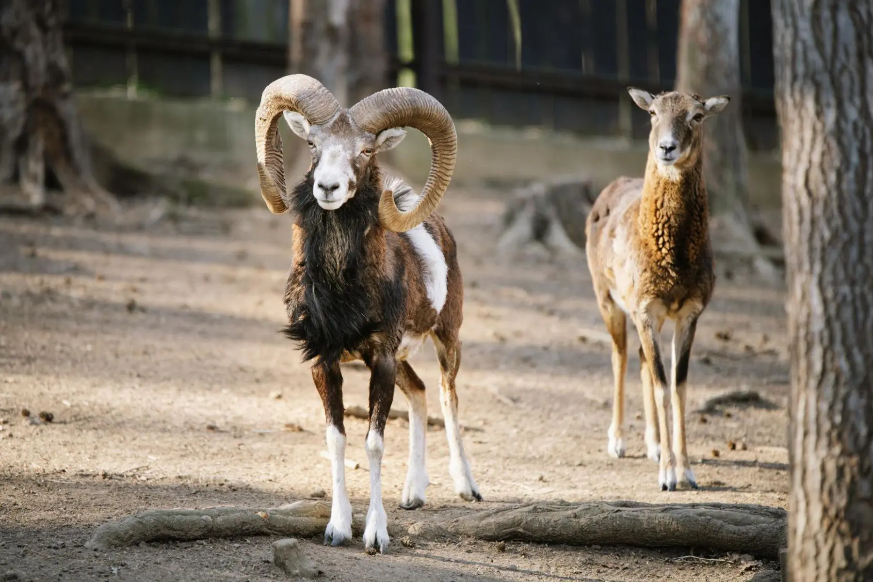 Mouflon – Lámanka, Kelišová, Žufie, Dědek, Huff and others - Image 7