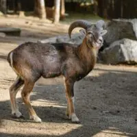 Muflon – Lámanka, Kelišová, Žufie, Dědek, Huff a další - Obrázek 8