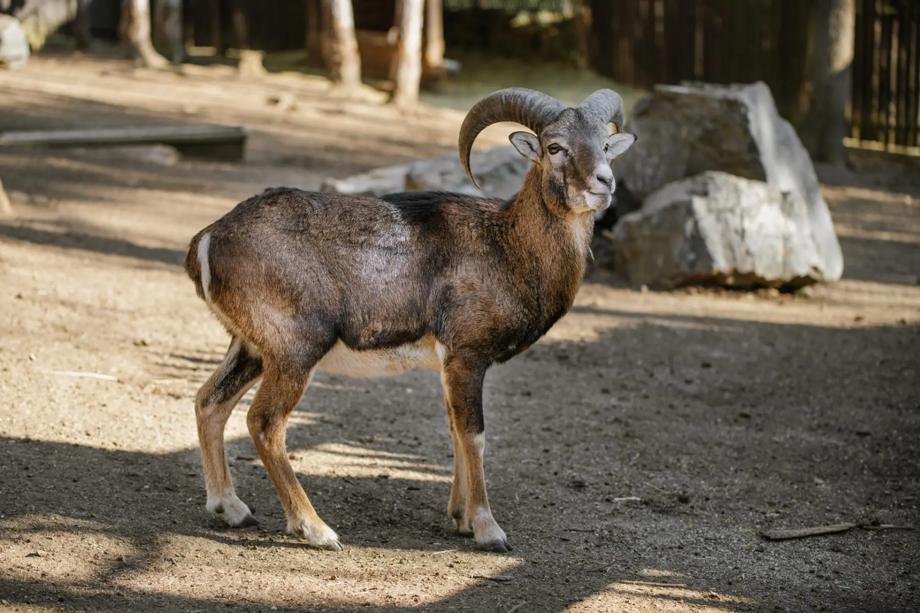 Mouflon – Lámanka, Kelišová, Žufie, Dědek, Huff and others - Image 8