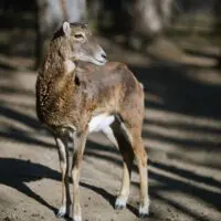 Muflon – Lámanka, Kelišová, Žufie, Dědek, Huff a další - Obrázek 4