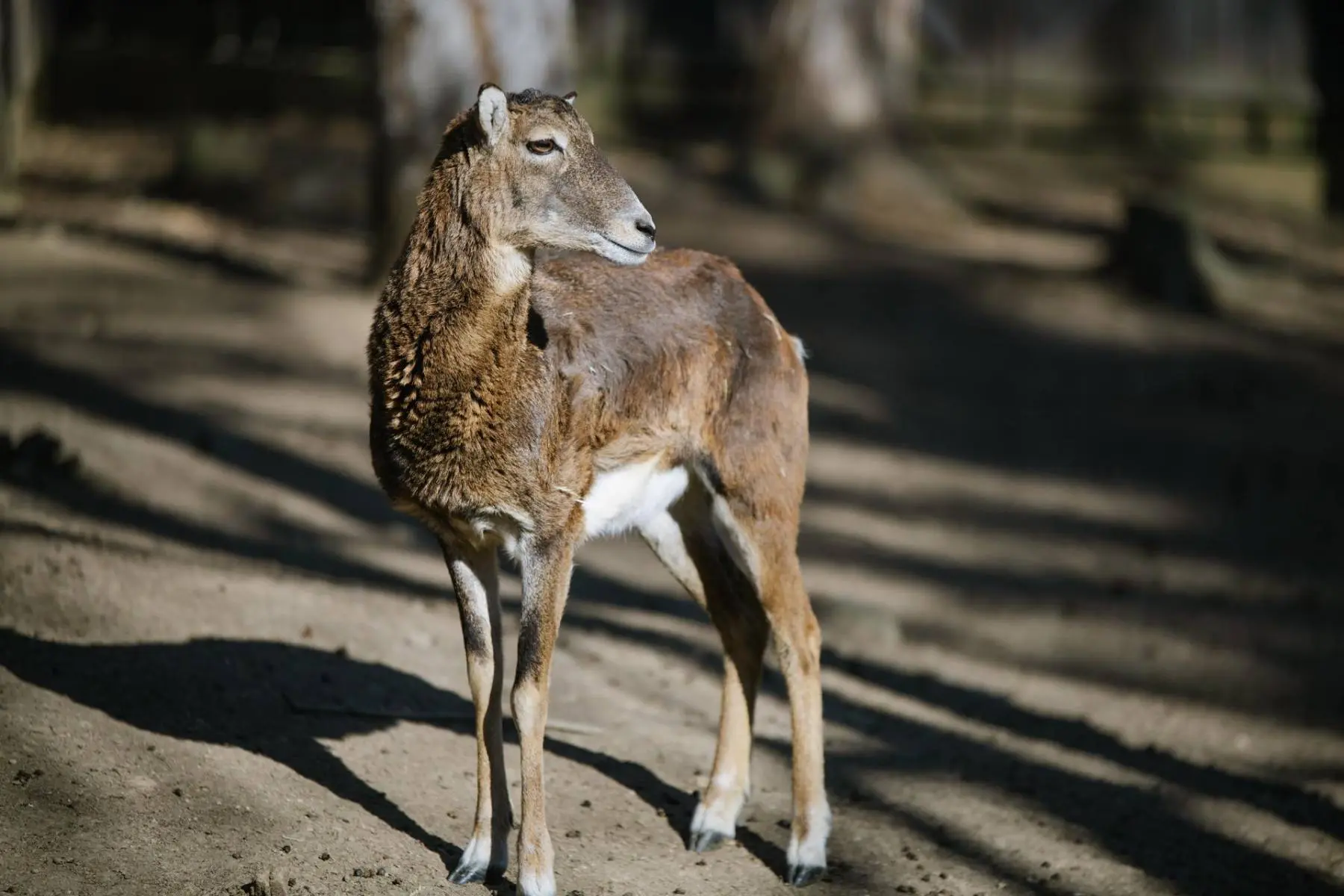 Mouflon – Lámanka, Kelišová, Žufie, Dědek, Huff and others - Image 4
