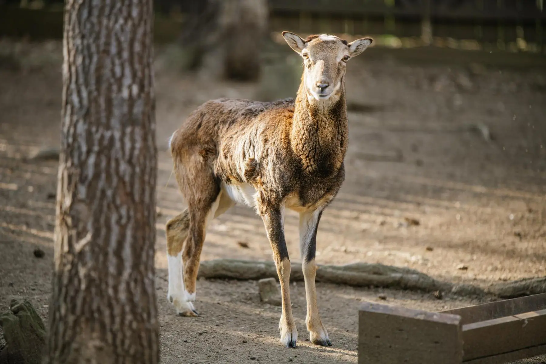Mouflon – Lámanka, Kelišová, Žufie, Dědek, Huff and others - Image 2