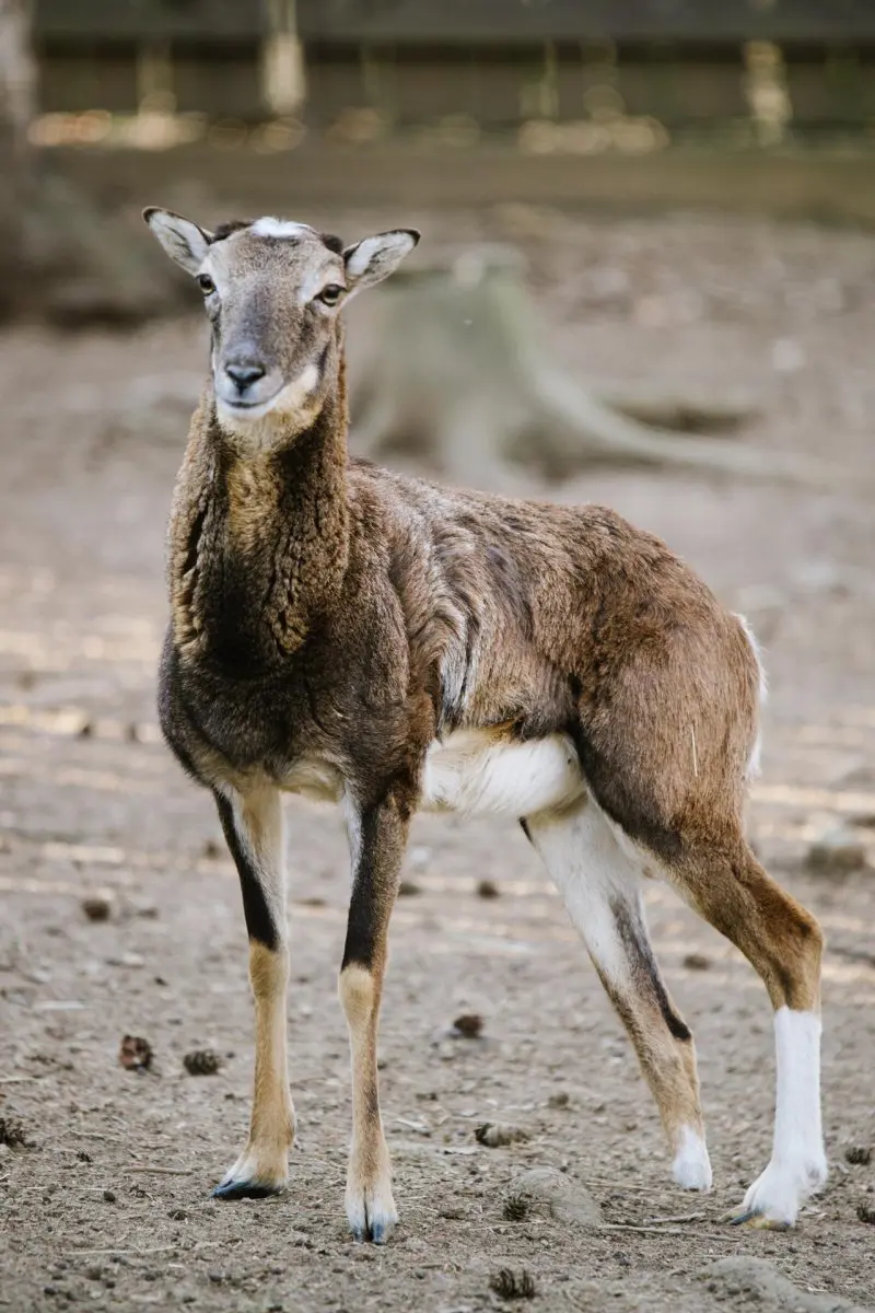Mouflon – Lámanka, Kelišová, Žufie, Dědek, Huff and others - Image 3