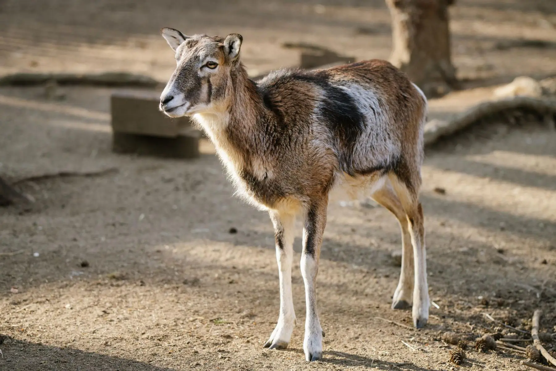 Mouflon – Lámanka, Kelišová, Žufie, Dědek, Huff and others - Image 5