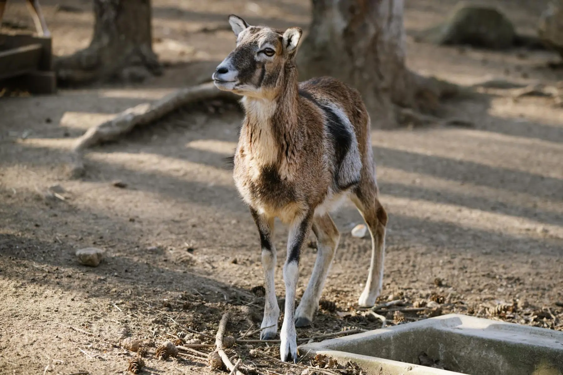 Mouflon – Lámanka, Kelišová, Žufie, Dědek, Huff and others - Image 6