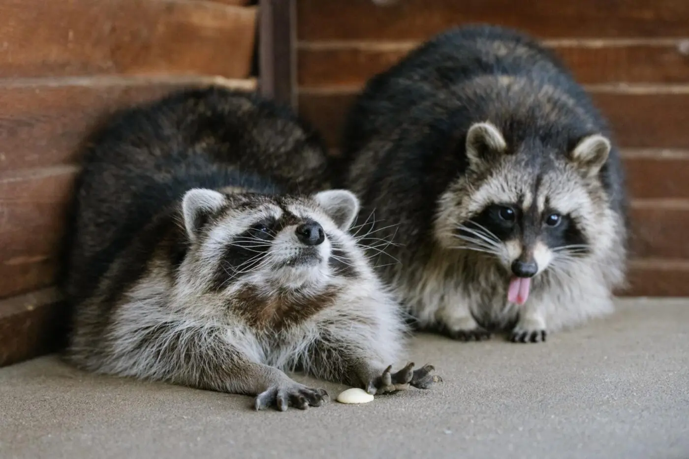 Northern raccoon – Bonnie