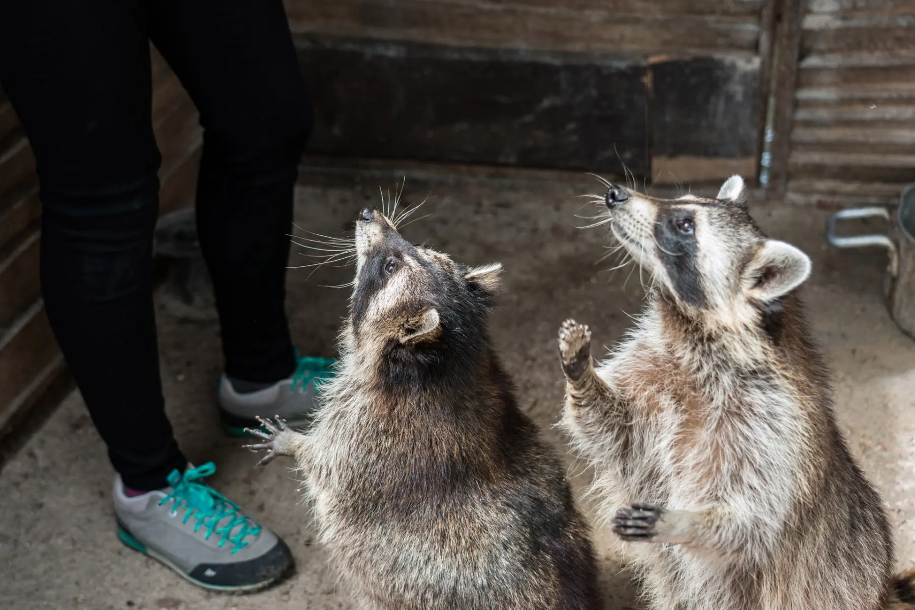 Northern raccoon – Bonnie - Image 4