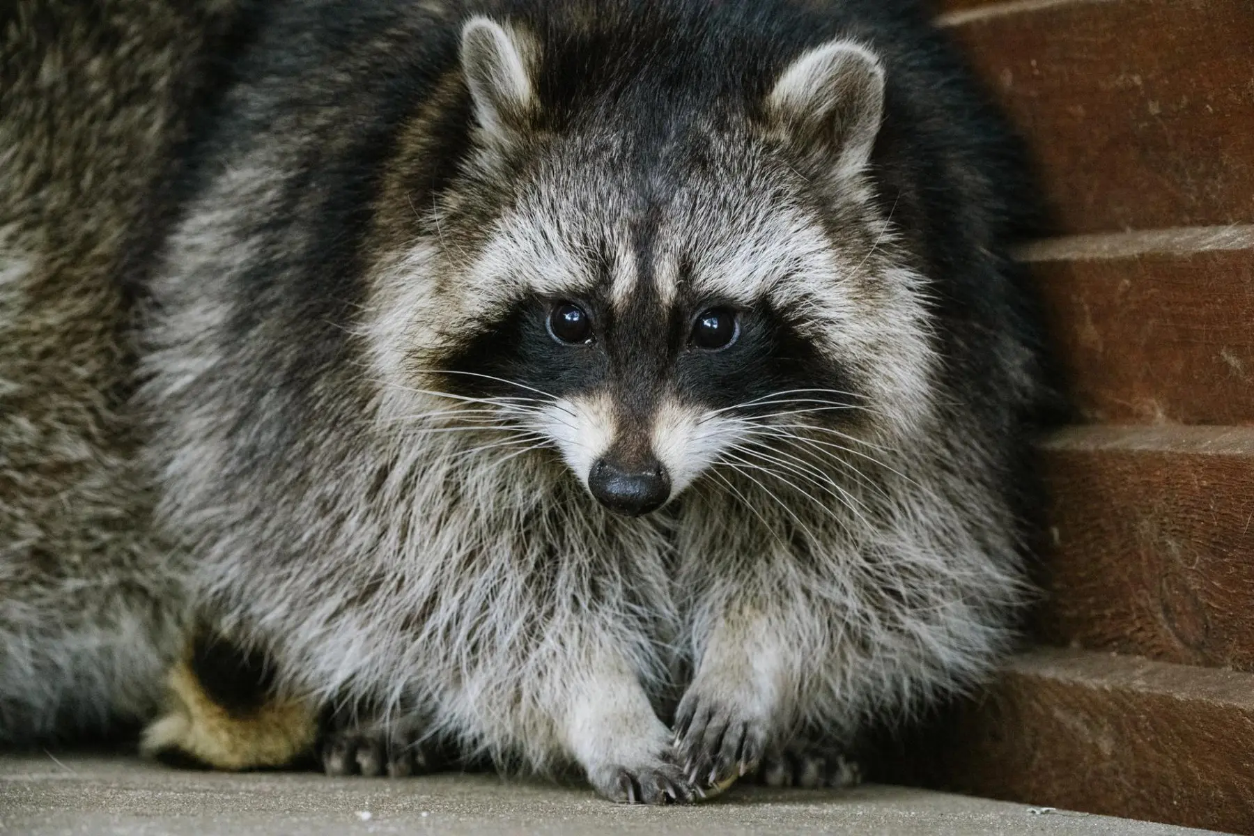 Northern raccoon – Bonnie - Image 3