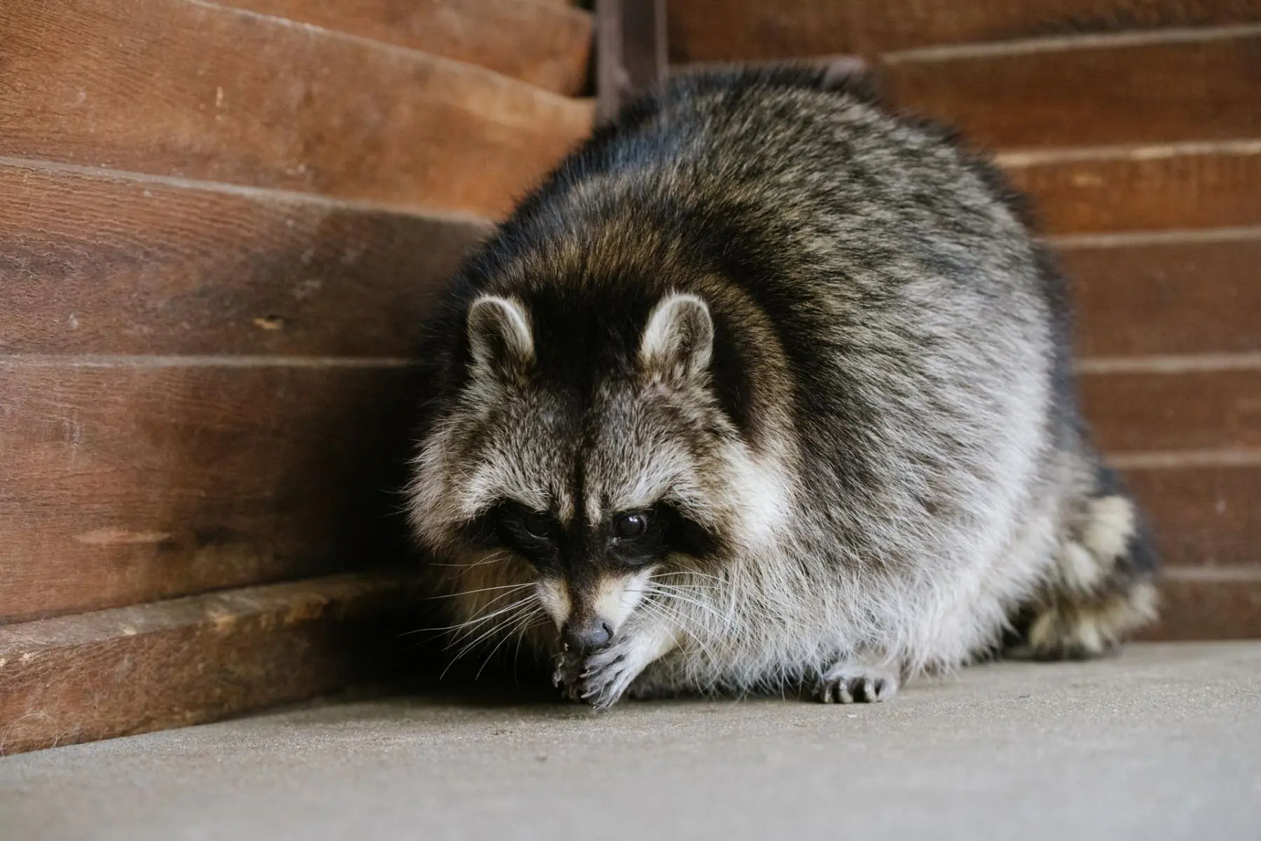 Northern raccoon – Bonnie - Image 2