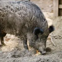 Prase divoké – Toník a Chrchla - Obrázek 5