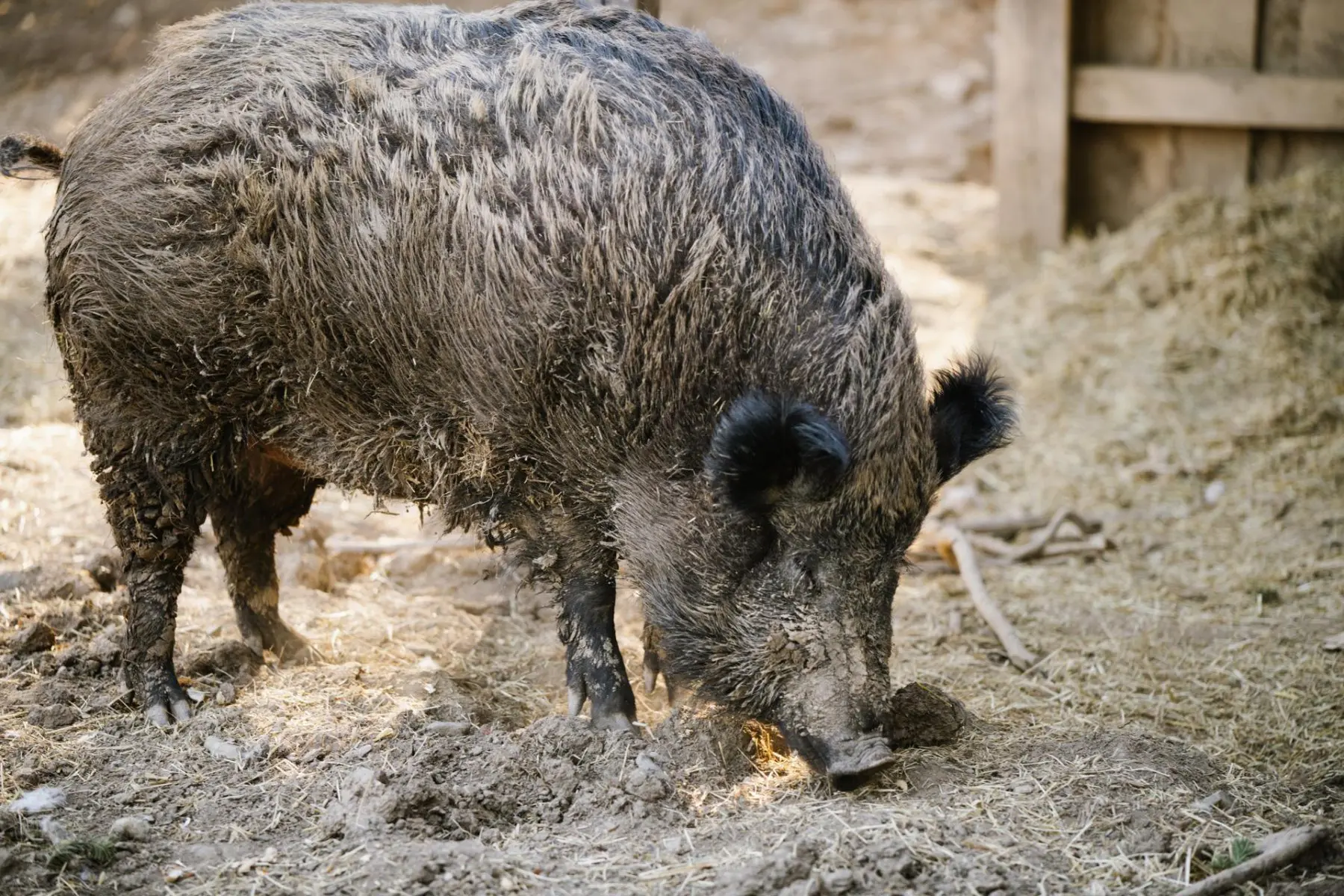 Wild boar – Toník and Chrchla - Image 5