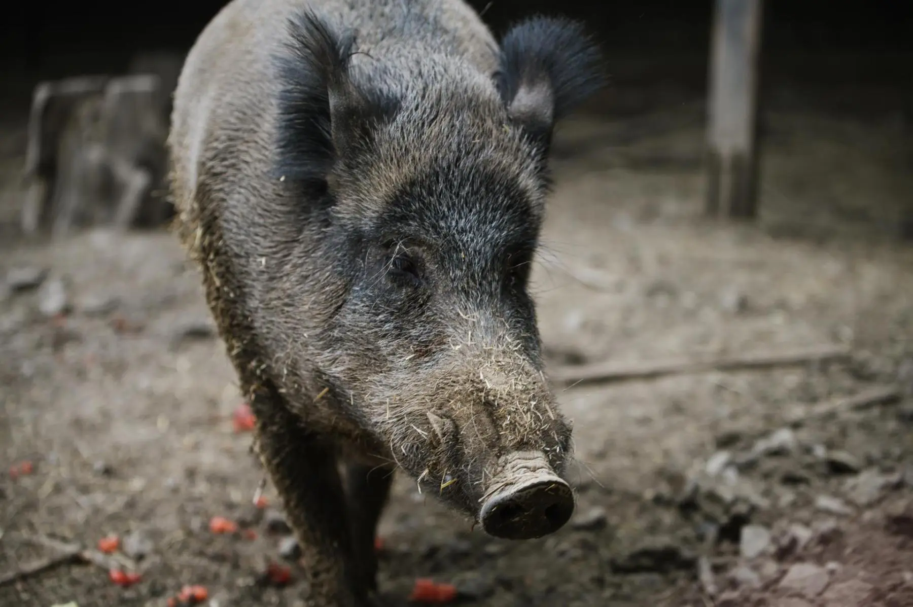 Wild boar – Toník and Chrchla - Image 2