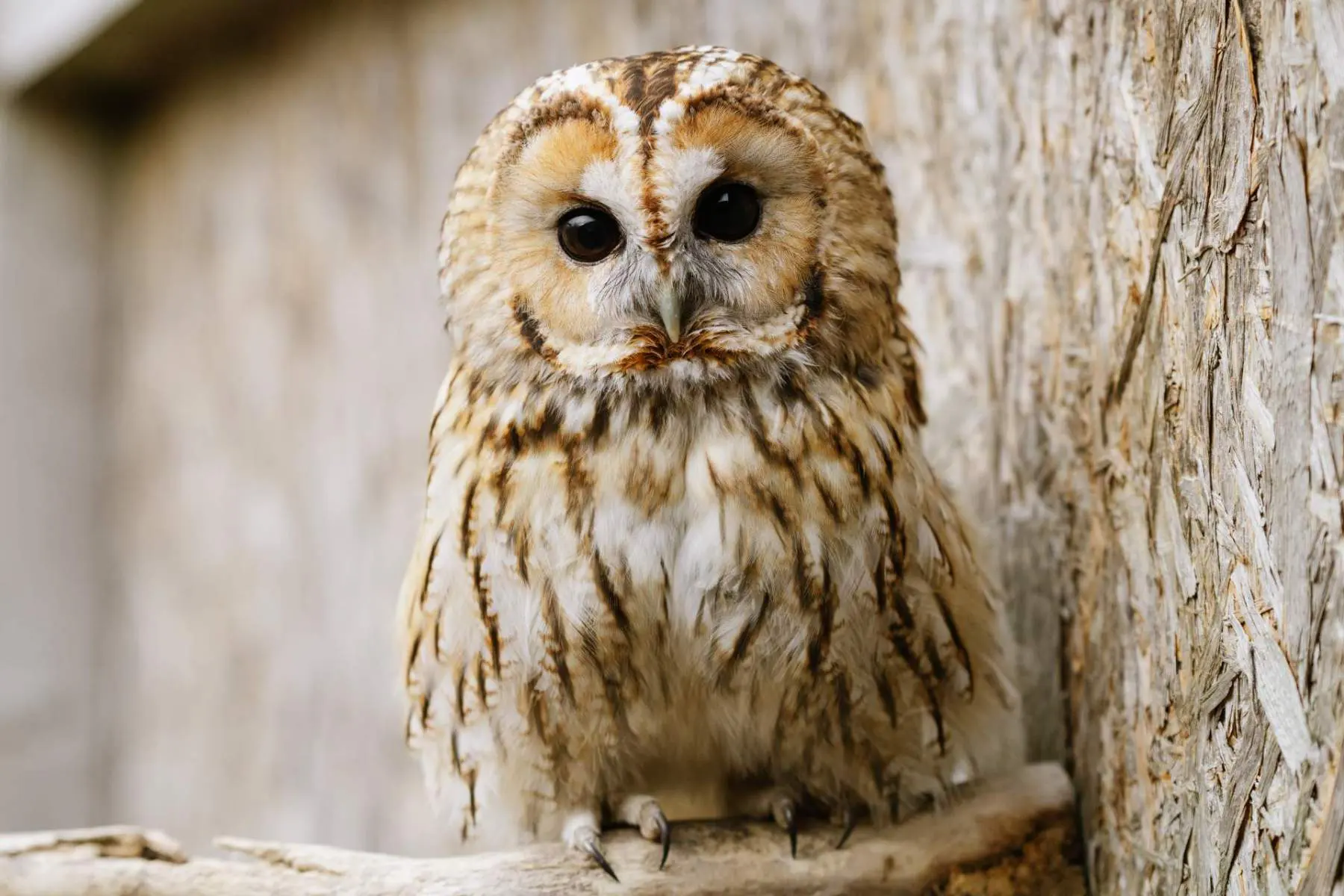 Puštík obecný – Rozárka