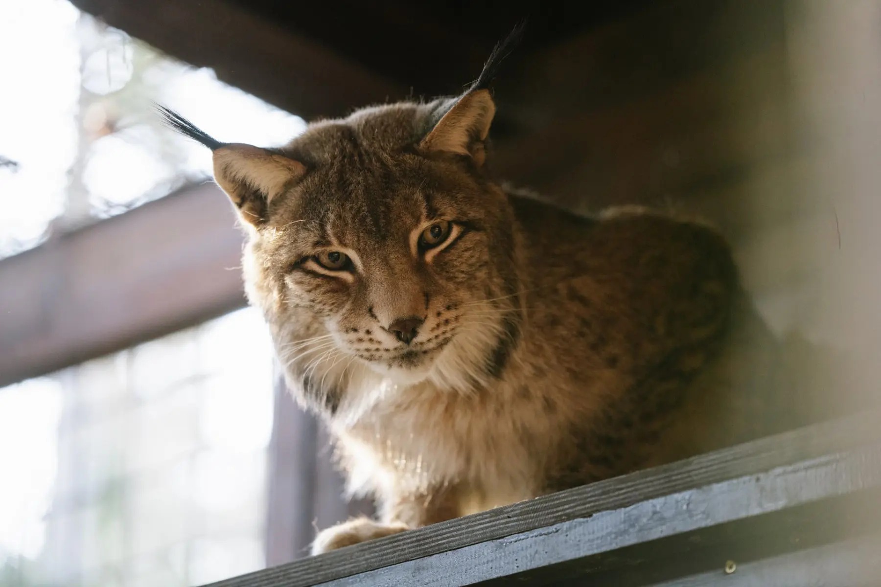 Eurasian lynx – Drápek - Image 3