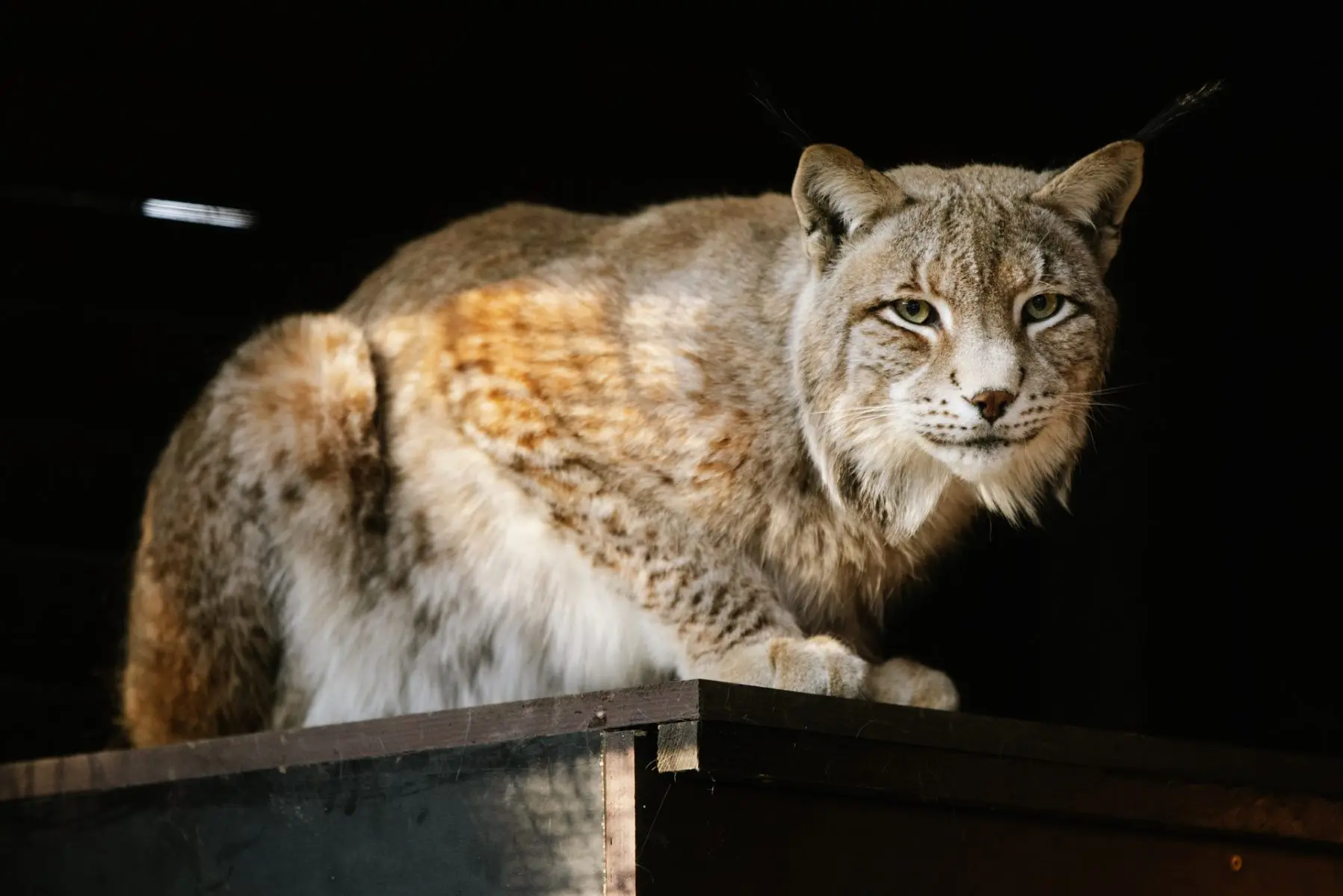 Eurasian lynx – Drápek - Image 4