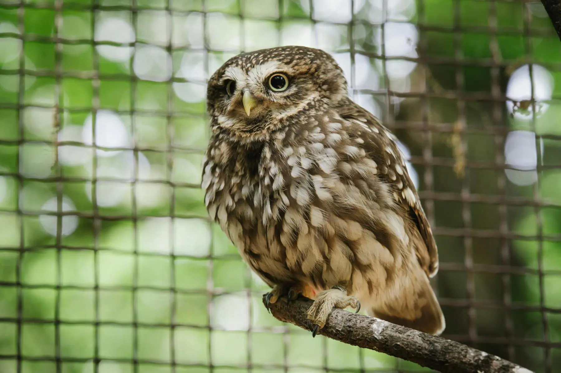Sýček obecný – Pan a paní Sýčkovi