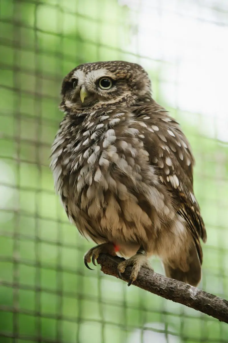 Little owl – Mr and Mrs Sýček - Image 2