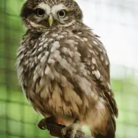 Sýček obecný – Pan a paní Sýčkovi - Obrázek 3