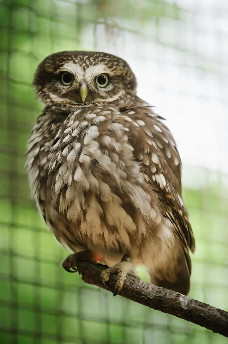 Little owl – Mr and Mrs Sýček - Image 3
