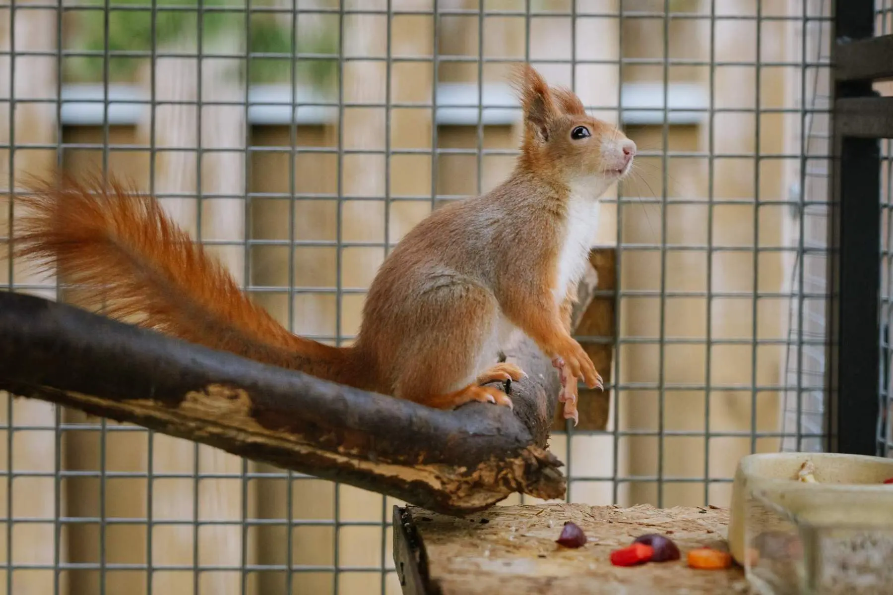 Red squirrel – Slepík and Palačinka - Image 2