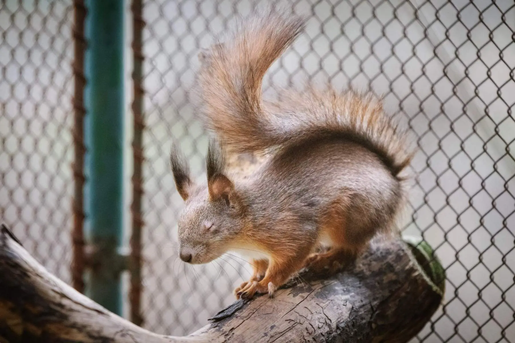 Red squirrel – Slepík and Palačinka - Image 3