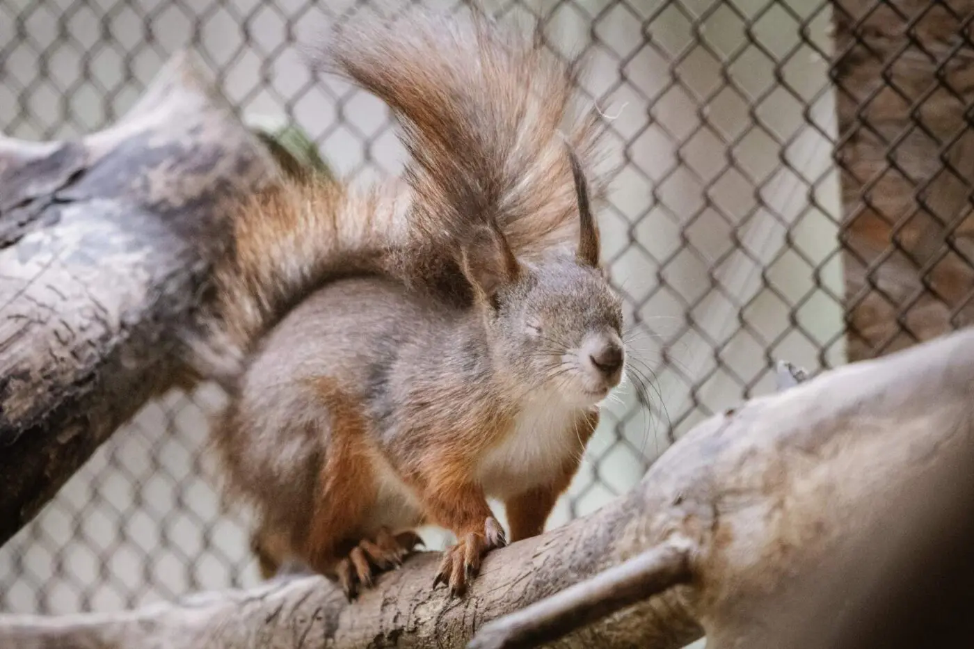 Red squirrel – Slepík and Palačinka