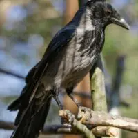 Vrána černá a vrána šedá – Monika a Hilary - Obrázek 5