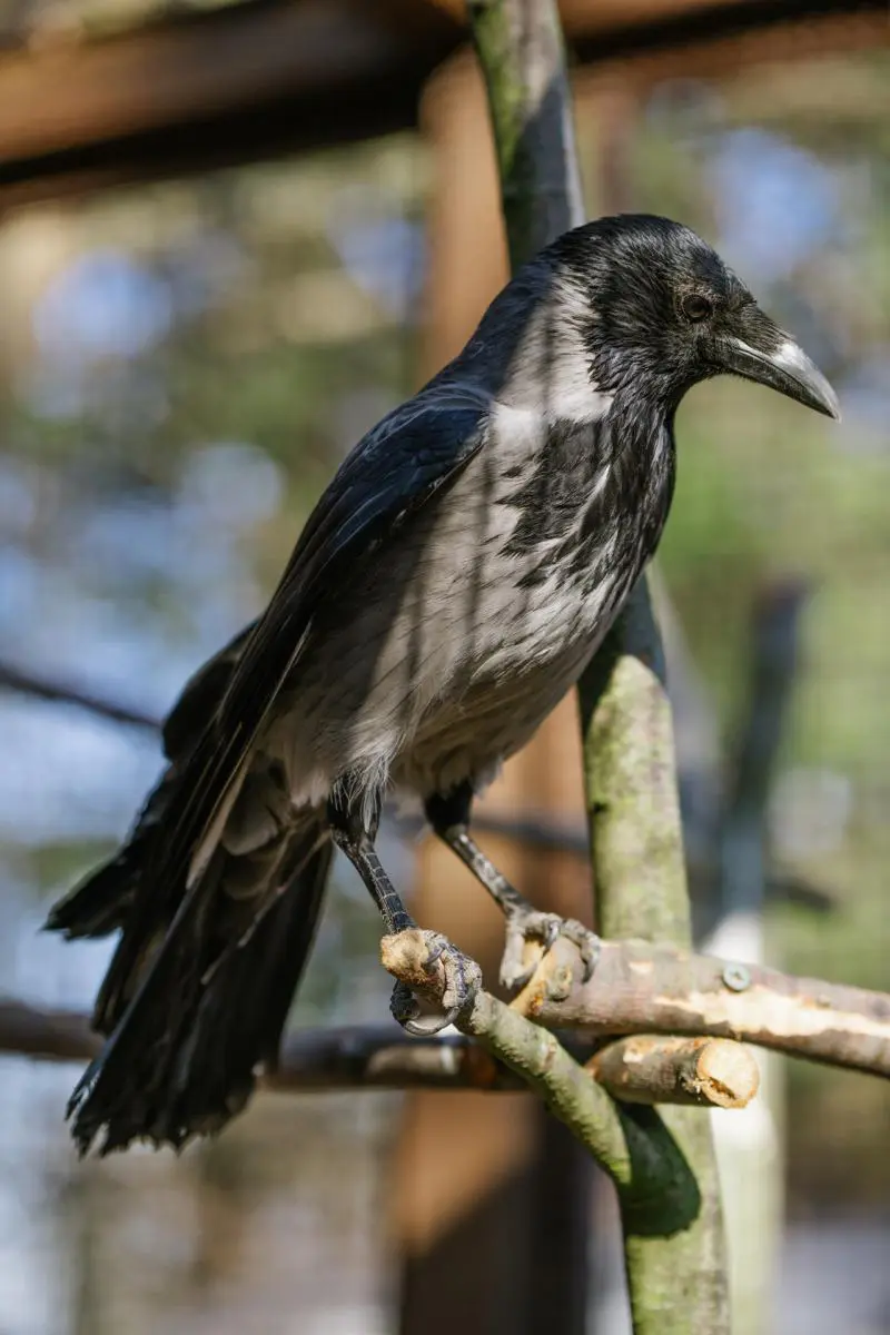 Carrion crow and hooded crow – Monika and Hilary - Image 5