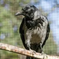 Vrána černá a vrána šedá – Monika a Hilary - Obrázek 6